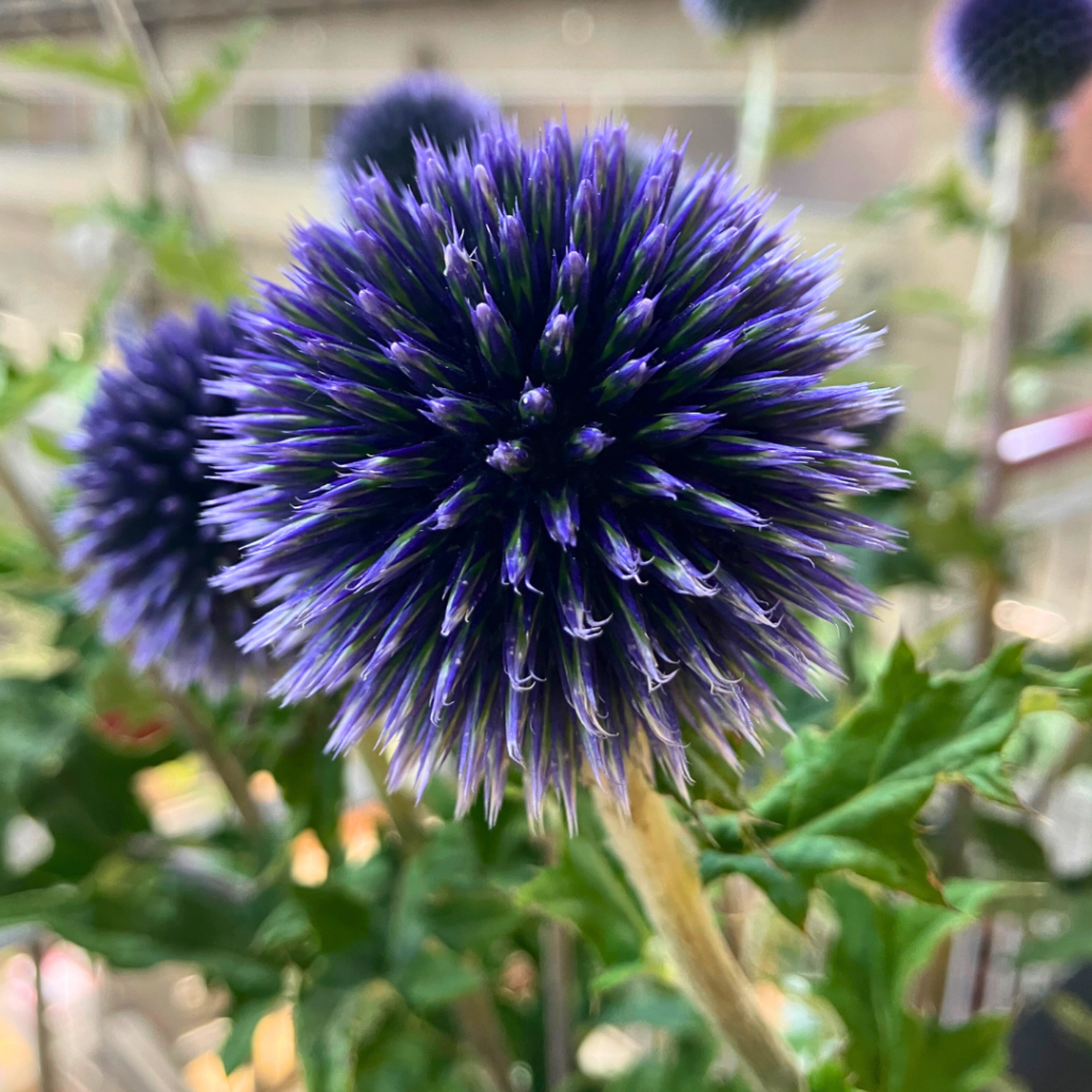 Echinops